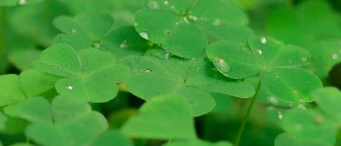 Clover microgreens a healthy alternative