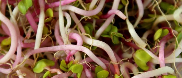 Radish microgreen sprouts