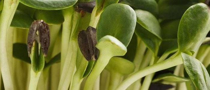 Microgreen sunflower sprouts the healthiest