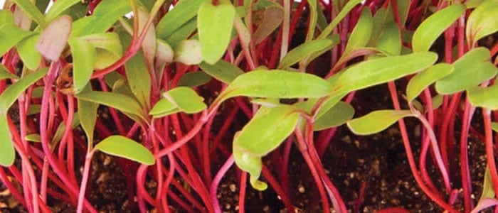 Swiss chard sprouts the healthiest microgreens
