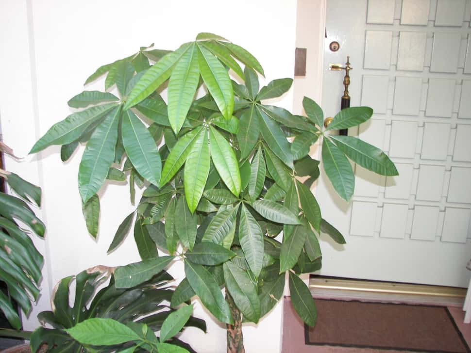 A picture of a indoor money tree inside someones home