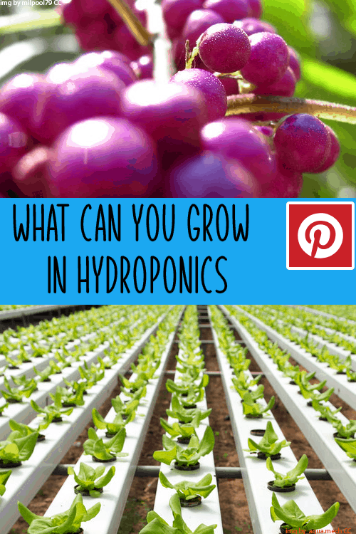 What can you grow in hydroponics pintirest