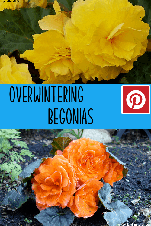 Overwintering Begonia