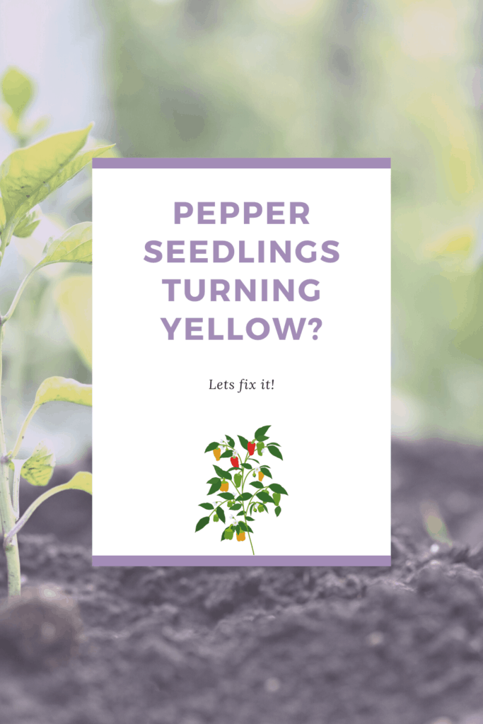 Pepper Seedlings Turning Yellow 1