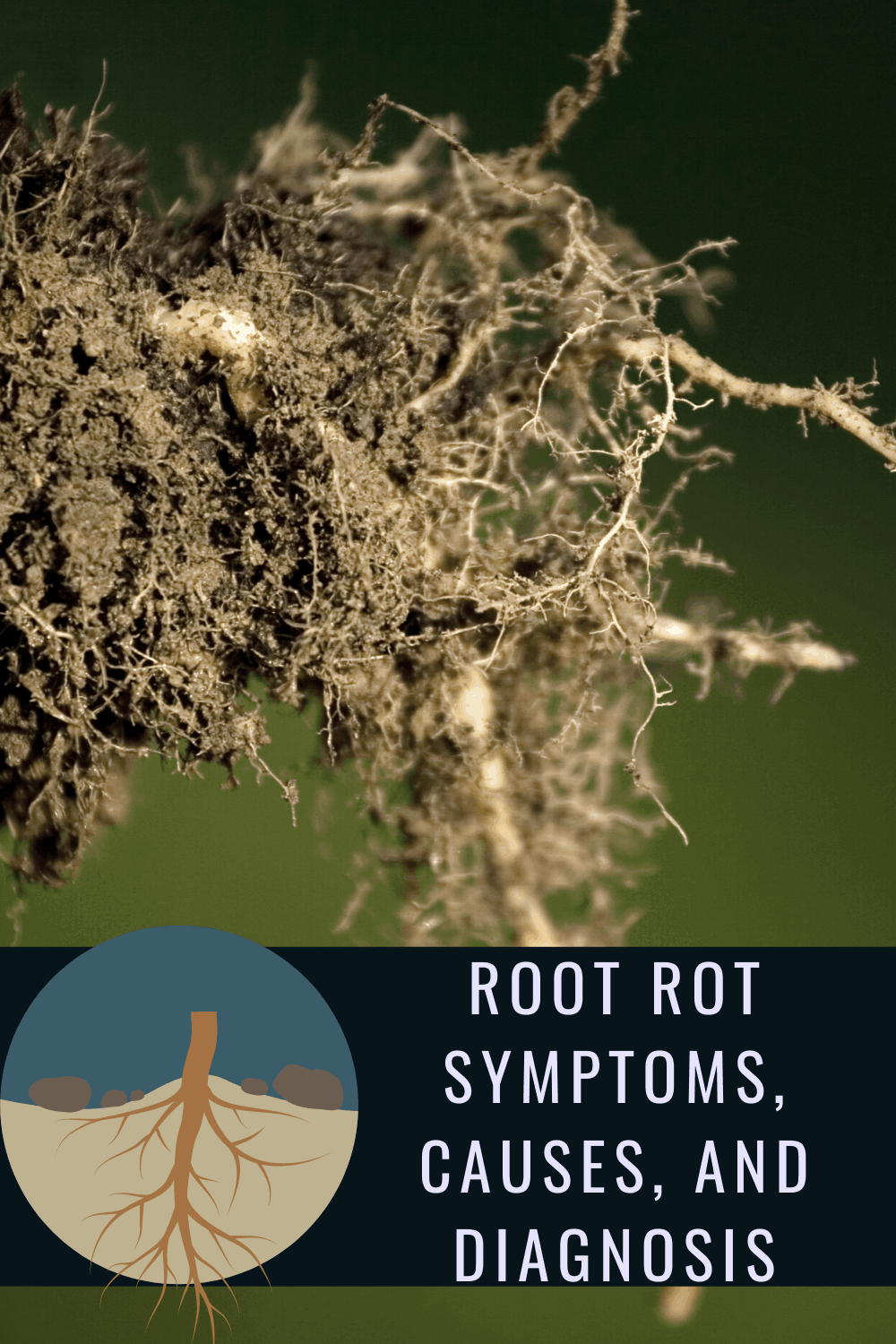 Root Rot Symptoms, Causes, and Diagnosis Pretty Frugal