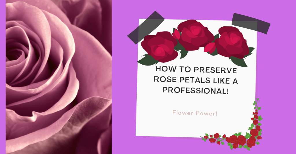 How to Preserve Rose Petals